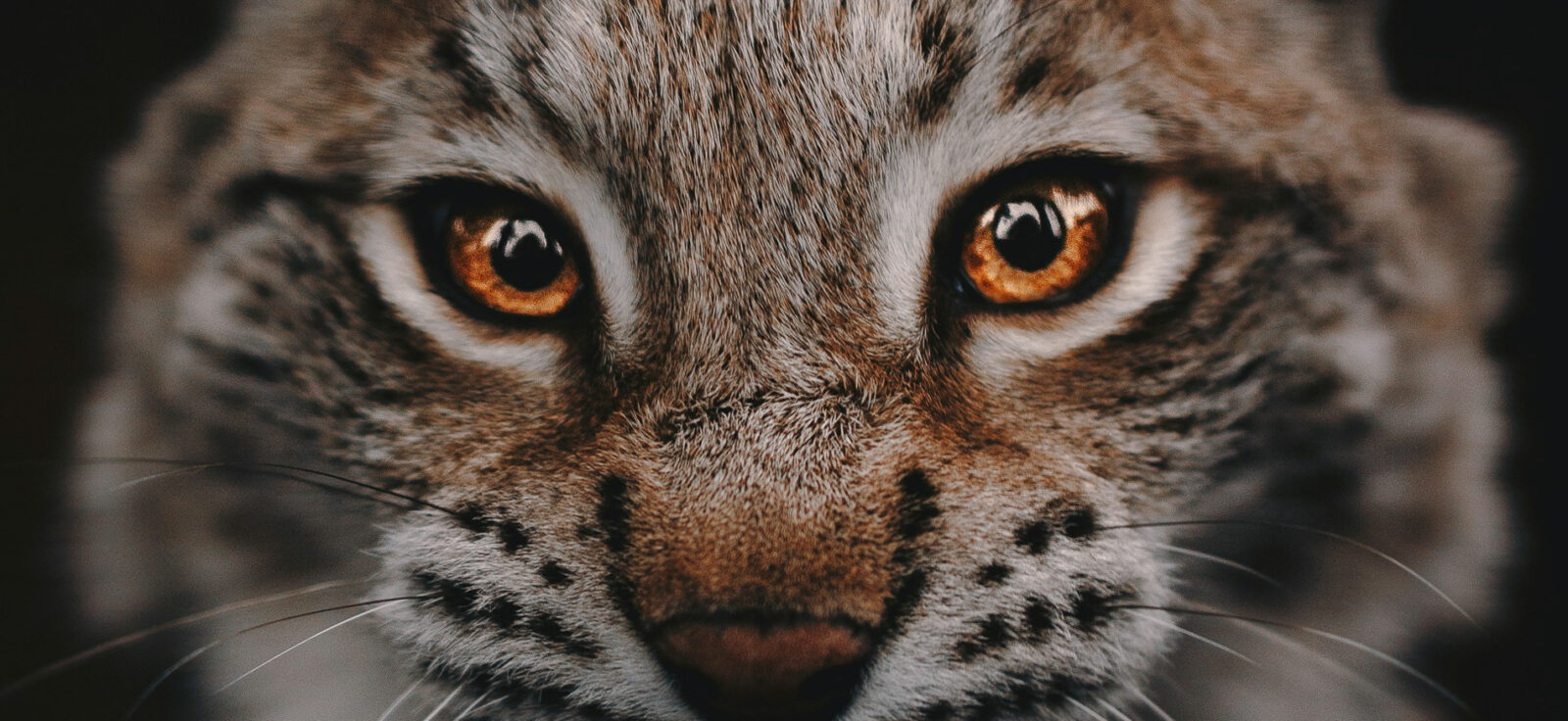 photo rapproché d'un lynx