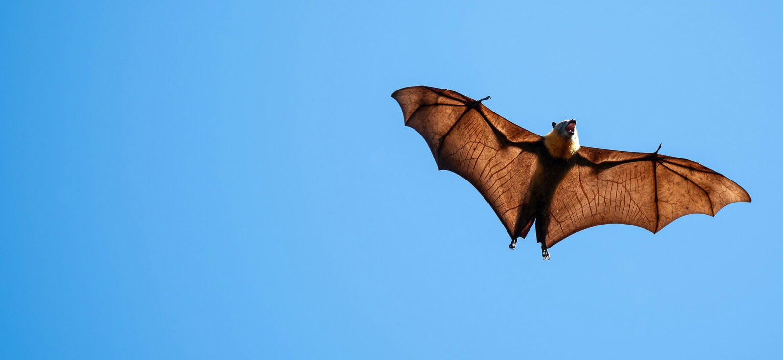 chauve-souris volant devant un ciel bleu